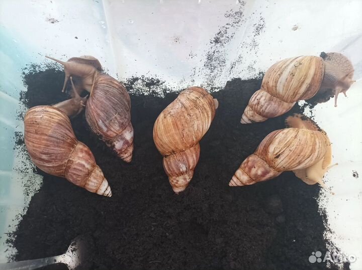 Улитки ахатины бесплатно