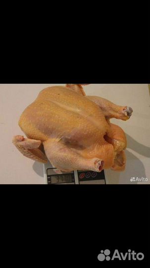 Мясо Цыпленка-бройлера-запись на октябрь