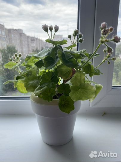 Пеларгония герань сортовая