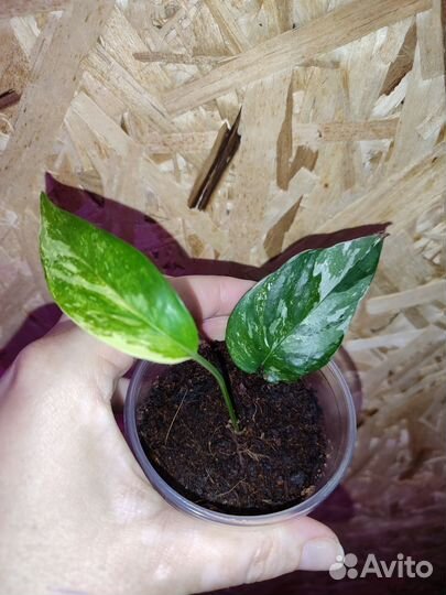 Гинура вариегатная