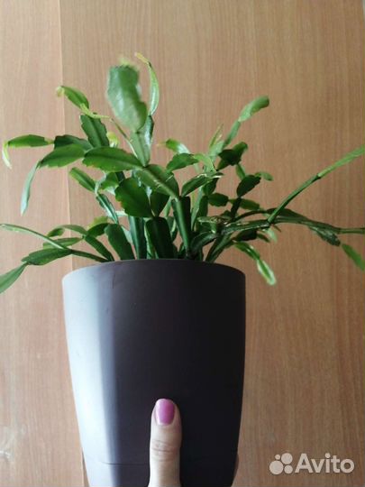 Цветок декабрист