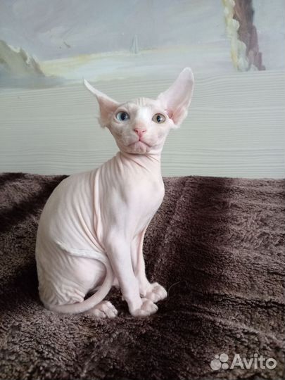 Канадский сфинкс котенок