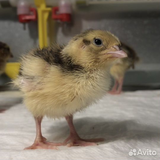 Инкубационное яйцо и несушки перепела Селадон