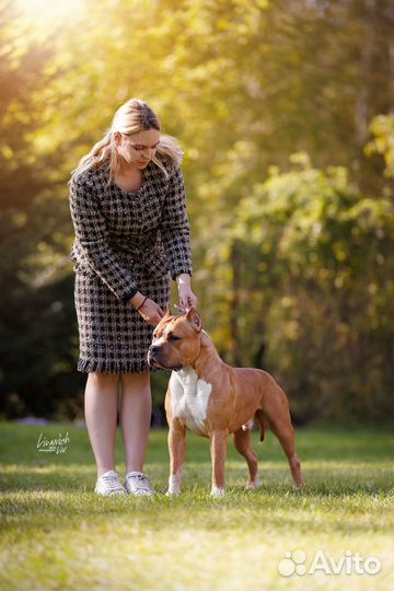 Профессиональный хендлер и грумер