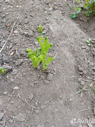 Папоротник. Хоста