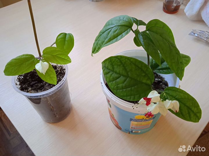 Клеродендрум