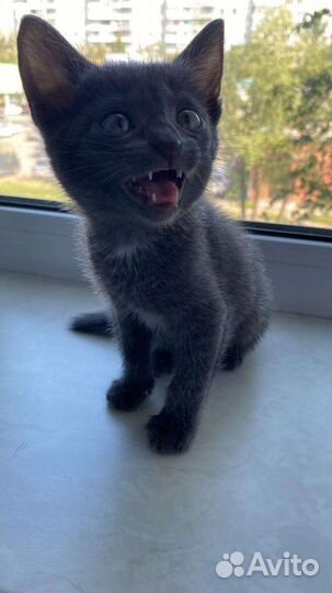 Котёнок дымка