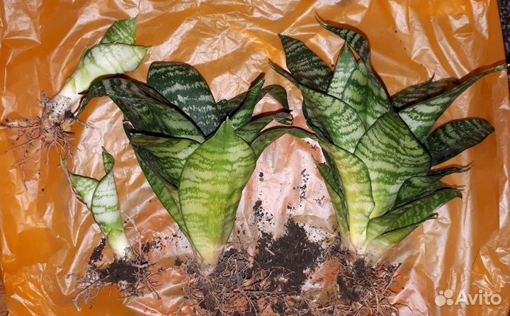 Сансиверия (Щучий хвост или тещин язык) и агава