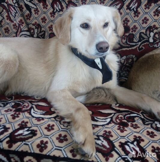 Милая Адель ищет дом и хозяина