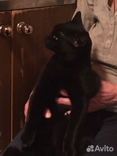 Котенок-девочка