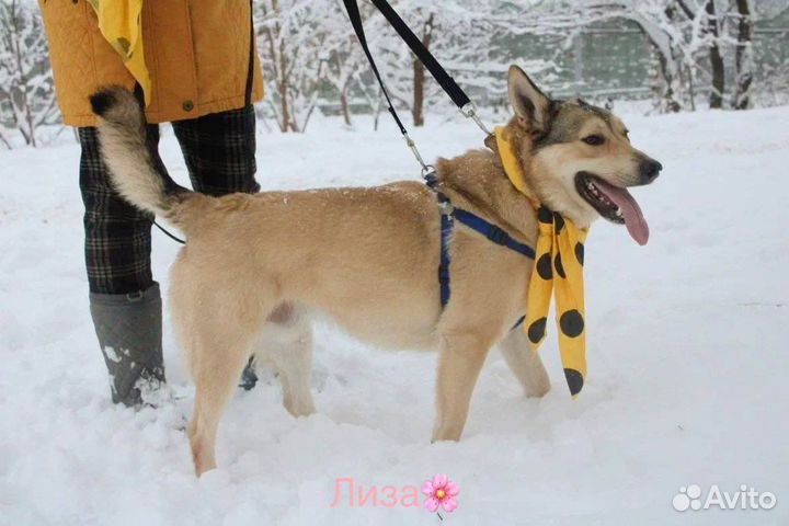 Совсем молодой веселый активный парнишка ищет дом