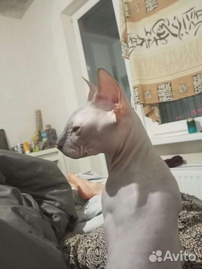 Донской Сфинкс вязка