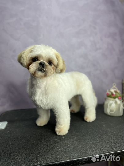 Стрижка собак. Груминг собак