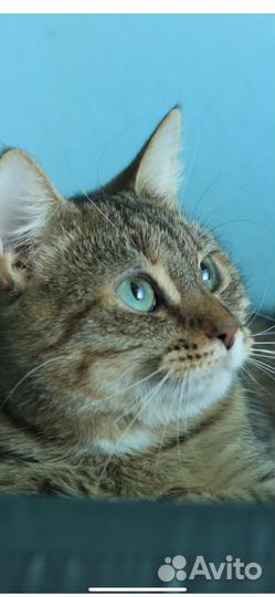 В добрые руки