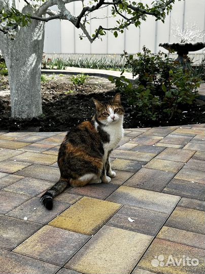 Тротуарная плитка вибропресс