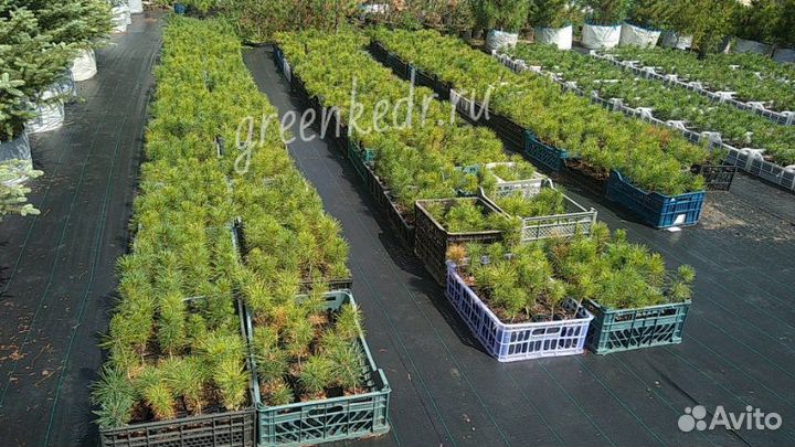 Саженцы Сибирского Кедра 15-20 см