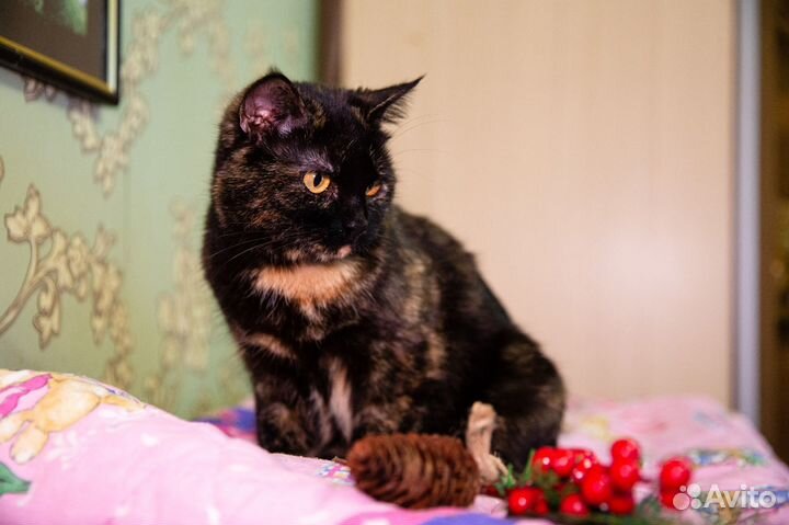 Кошки из приюта