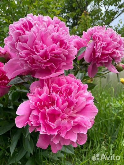 Букет пионов