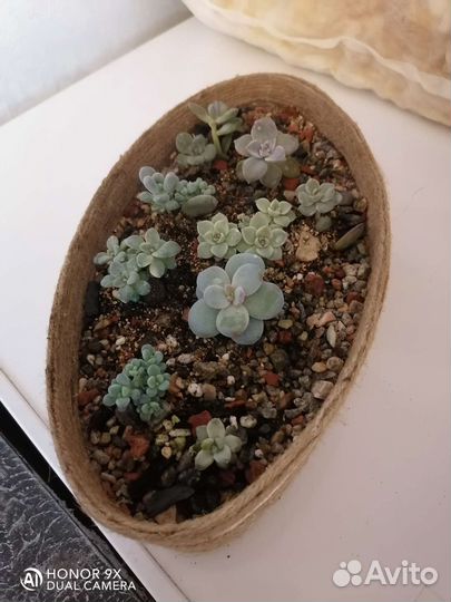 Кактусы и суккуленты