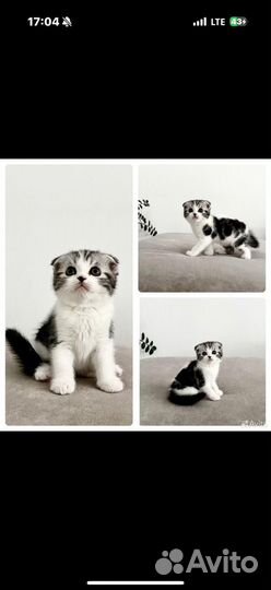 Шотландский