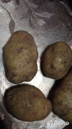 Картофель домашний деревенский (продажа ведром)