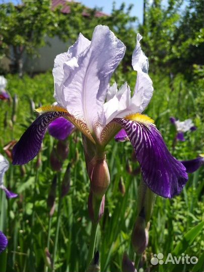 Ирисы бордюрные