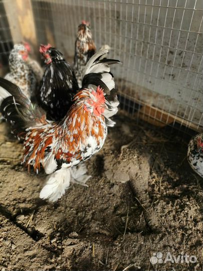 Петушки и курочки Карликовой породы