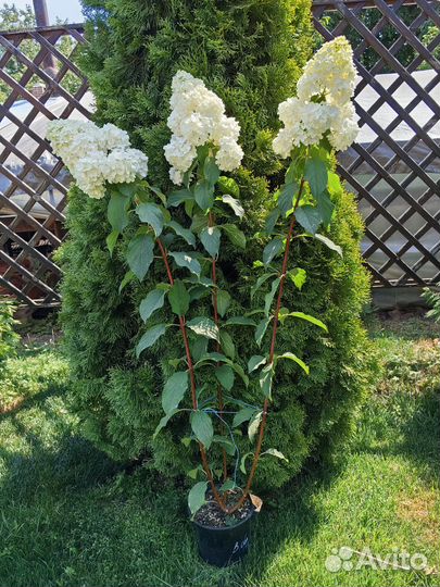 Гортензия метельчатая