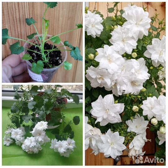 Кампанула жених и невеста