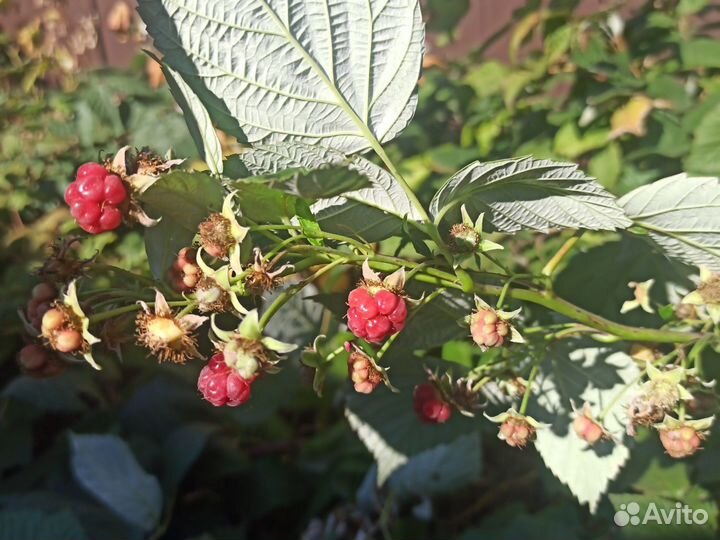 Саженцы ремонтантной малины