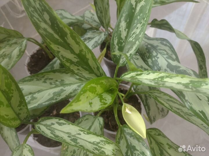 Аглаонема Сильвер Квин, Мария