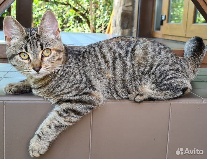 Кошка котик котенок кошечка в добрые руки