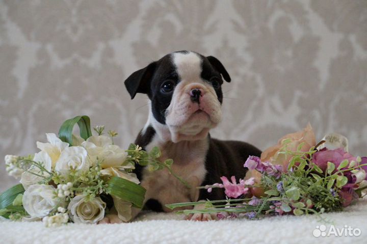 Бостон терьер. Щенки