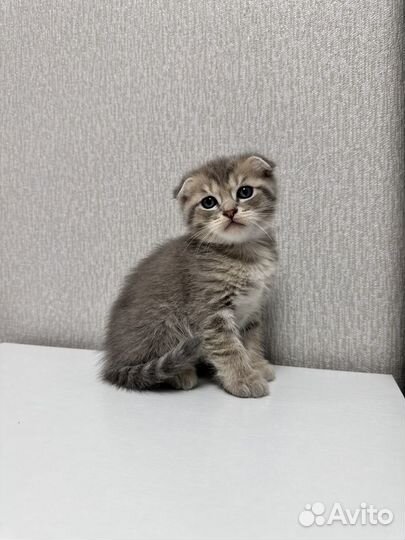 Котенок