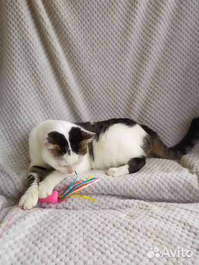 Котик в хорошие руки