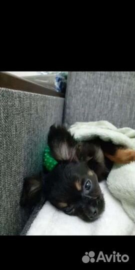 Мини мальчики вязка щенки в наличии