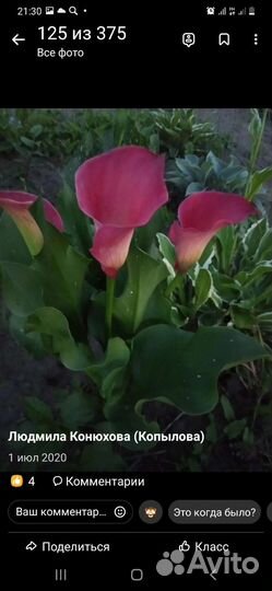 Каллы срезка,букеты