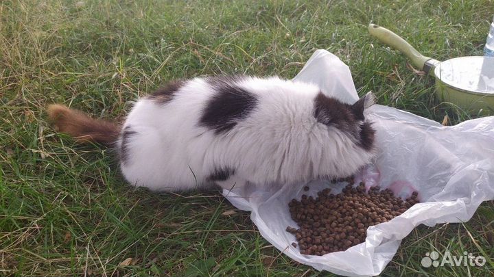 Кошка в добрые руки