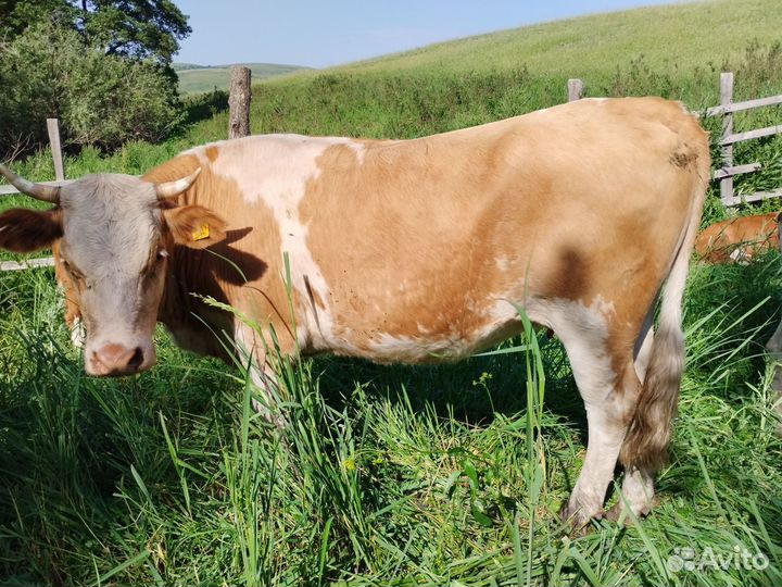 Корова, телки, бык племенной, телята