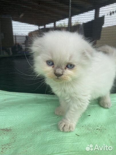 Шотландские вислоухие котята