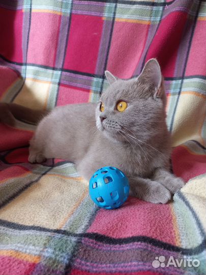 Кошечка стерилизованная