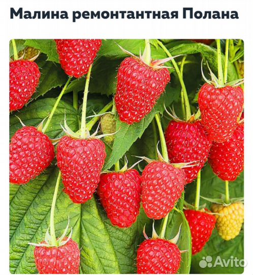 Ремонтантная малина