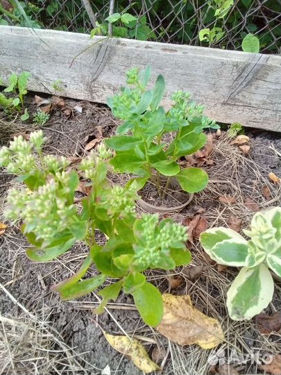 Очиток (седум) видный вариегатный и низкорослый