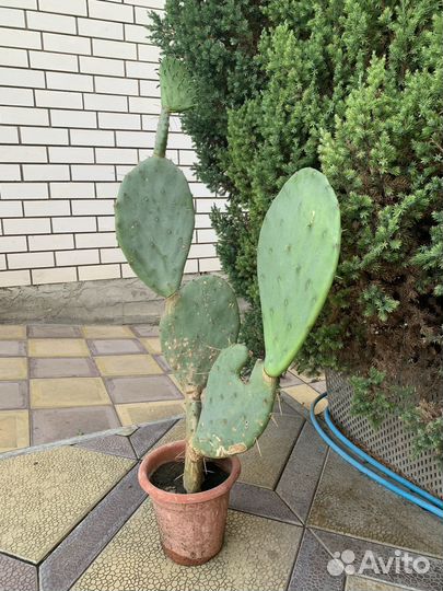 Опунция - род растений семейства Кактусовые