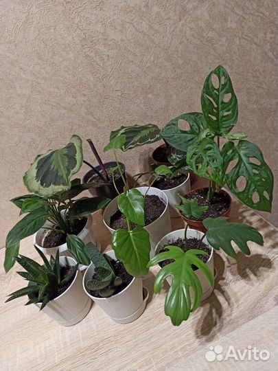 Комнатные цветы опт