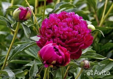 Корни пиона