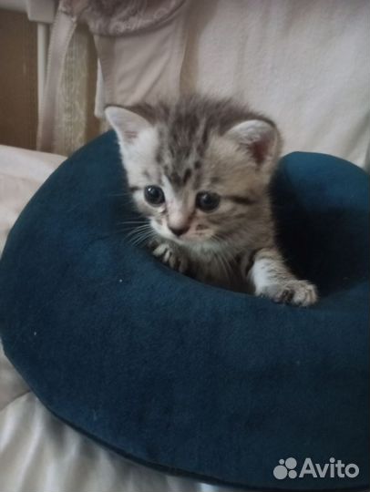 Британские котята