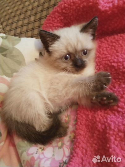Сиамские Котята в заботливые руки