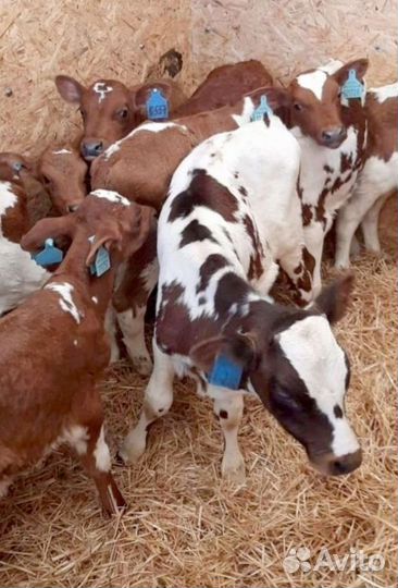 Телята бычки