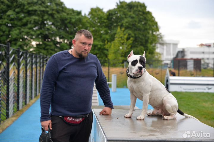 Вязка собак амстаф